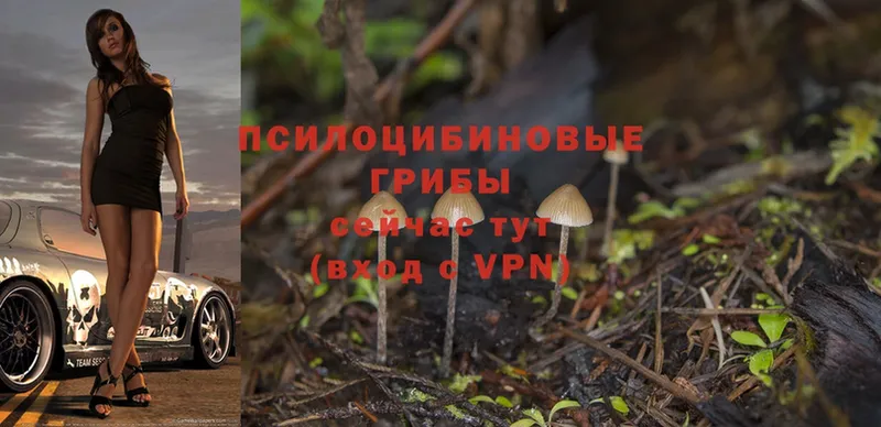 Псилоцибиновые грибы MAGIC MUSHROOMS  Асино 